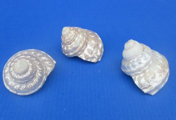 Wholesale Pearlized Wavy Turban shells 3 to 3-1/2 inch - 5 pcs @ $3.00 each; 20 pcs @ $2.70 each