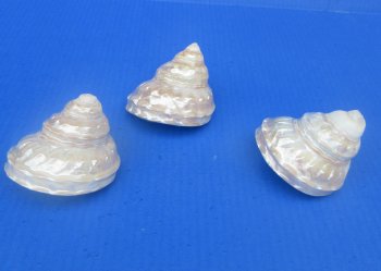 Wholesale Pearlized Wavy Turban shells 3 to 3-1/2 inch - 5 pcs @ $3.00 each; 20 pcs @ $2.70 each