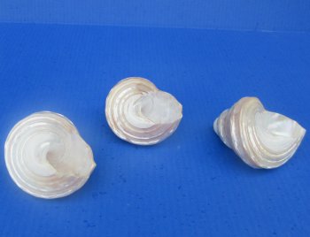 Wholesale Pearlized Wavy Turban shells 3 to 3-1/2 inch - 5 pcs @ $3.00 each; 20 pcs @ $2.70 each