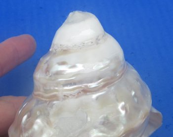 Wholesale Pearlized Wavy Turban shells 3 to 3-1/2 inch - 5 pcs @ $3.00 each; 20 pcs @ $2.70 each