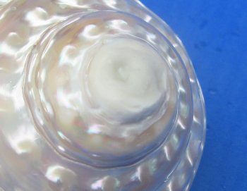Wholesale Pearlized Wavy Turban shells 3 to 3-1/2 inch - 5 pcs @ $3.00 each; 20 pcs @ $2.70 each