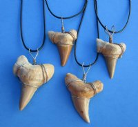 Wholesale 1-1/2 to 2-1/8 inch Extra large fossil Moroccan shark tooth on 20" black cord necklace -  Packed: 2 pcs @ $6.00 each; Packed: 24 pcs @ $5.40 each