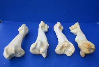Wholesale Water Buffalo Humerus leg bones, 11 to 13 inches long - 2 pcs @ $10 each; 6 pcs @ $9 each <font color=red>*SALE* </font>
