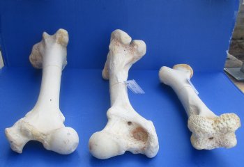 Wholesale giraffe humerus leg bones from the upper leg 17 to 21 inches long - $55 each