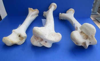 Wholesale giraffe humerus leg bones from the upper leg 17 to 21 inches long - 4 pcs @ $50 each