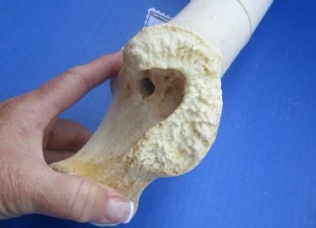 Wholesale giraffe humerus leg bones from the upper leg 17 to 21 inches long - 4 pcs @ $50 each