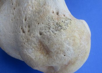 Wholesale giraffe humerus leg bones from the upper leg 17 to 21 inches long - $55 each