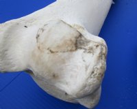 Wholesale giraffe humerus leg bones from the upper leg 17 to 21 inches long - 4 pcs @ $50 each