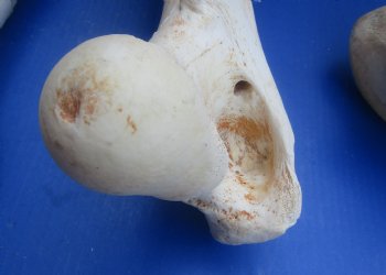 Wholesale giraffe humerus leg bones from the upper leg 17 to 21 inches long - $55 each