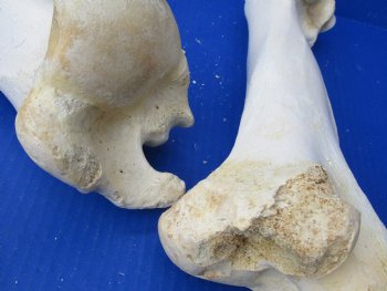 Wholesale Water Buffalo Humerus leg bones, 11 to 13 inches long - 2 pcs @ $10 each; 6 pcs @ $9 each <font color=red>*SALE* </font>