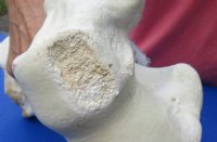 Wholesale giraffe humerus leg bones from the upper leg 17 to 21 inches long - $55 each