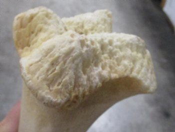 Wholesale giraffe humerus leg bones from the upper leg 17 to 21 inches long - $55 each