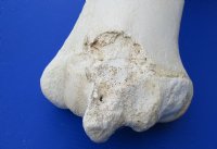 Wholesale giraffe humerus leg bones from the upper leg 17 to 21 inches long - $55 each
