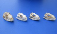 3 to 4 inches Wholesale Green Iguana Skulls, Beetle Cleaned - $59.00 each; 4 @ $54.00 each 