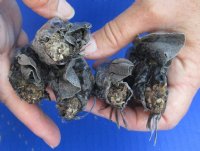 Wholesale North American Iguana heads cured in formaldehyde,  measuring 2-1/2 to 3-1/2 inches in length - you will receive ones similar to the photos - Min: 2 pcs @ $12.00 each