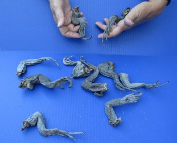 Wholesale North American Iguana Legs - 6 to 9 inches long Bag of 10 pcs @ $25.00/bag