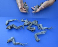 Wholesale North American Iguana medium size legs cured in formaldehyde - 6 to 9 inches long (from the top of leg to tip of claw) you will receive ones similar to the photos - Bag of 10 pcs @ $25.00/bag