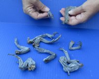 Wholesale North American Iguana small size legs cured in formaldehyde - Up to 5 inches long (from the top of let to tip of claw) you will receive ones similar to the photos - Bag of 10 pcs @ $20.00/bag