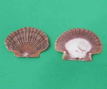 Wholesale Mexican Flats Shells, San Diego Scallops 2-1/2 inch to 3-1/4 inch - 1 kilo bag @ $6.00/kilo 