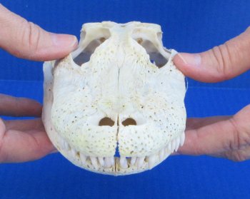 Florida Alligator Skull 7 and 8 inch long 