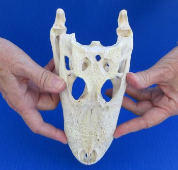 Florida Alligator Skull 7 and 8 inch long 