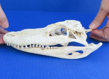 Florida Alligator Skull 7 and 8 inch long 