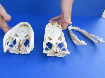 Florida Alligator Skull 7 and 8 inch long 
