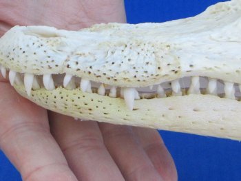 Florida Alligator Skull 7 and 8 inch long 