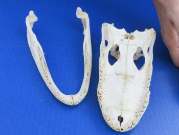 Florida Alligator Skull 7 and 8 inch long 
