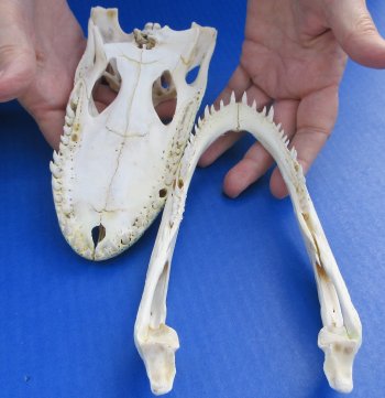 Florida Alligator Skull 7 and 8 inch long 