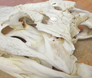 Florida Alligator Skull 7 and 8 inch long 