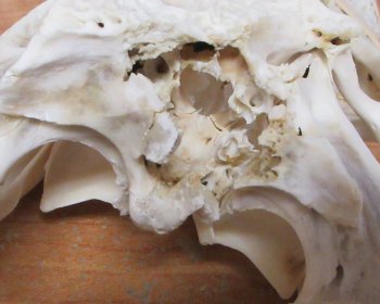 Florida Alligator Skull 7 and 8 inch long 