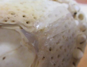 Florida Alligator Skull 7 and 8 inch long 