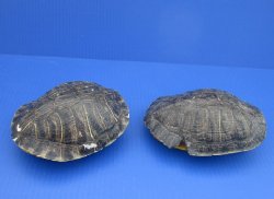 #2 grade turtle shells 3 inch to 7 inch  (4 pc, 12 pc)