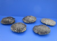 #2 grade turtle shells 3 inch to 7 inch  (4 pc, 12 pc)