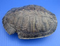 #2 grade turtle shells 3 inch to 7 inch  (4 pc, 12 pc)