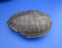 #2 grade turtle shells 3 inch to 7 inch  (4 pc, 12 pc)