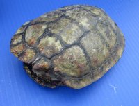 #2 grade turtle shells 3 inch to 7 inch  (4 pc, 12 pc)