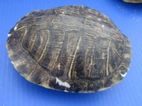 #2 grade turtle shells 3 inch to 7 inch  (4 pc, 12 pc)