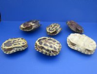 #2 grade turtle shells 3 inch to 7 inch  (4 pc, 12 pc)