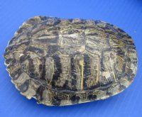 #2 grade turtle shells 3 inch to 7 inch  (4 pc, 12 pc)