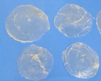 Wholesale Mixed Capiz Shells in bulk 2 inches to 3-1/2 inches - 1 kilo bag @ $4.00 kilo 