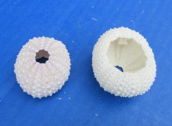 Fifty White (faded pink) dried sea urchins 