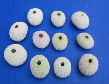 Fifty White (faded pink) dried sea urchins 