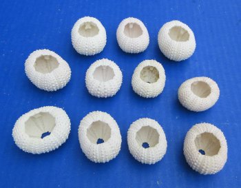 Fifty White (faded pink) dried sea urchins 