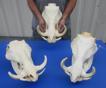 Large Warthog Skulls (appx 12" to 15") with tusk (appx 6" to 8") commercial grade - $140.00 each; 3 pcs @ $125.00 each