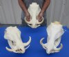 Extra Large Warthog Skulls (appx 12" to 15") with tusk (appx 8" and 10) good quality - $165.00 each; Packed: 3 pcs @ $145.00 each