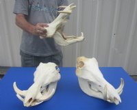 Large Warthog Skulls (appx 12" to 15") with tusk (appx 6" to 8") commercial grade - $140.00 each; 3 pcs @ $125.00 each