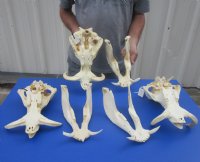 Large Warthog Skulls (appx 12" to 15") with tusk (appx 6" to 8") commercial grade - $140.00 each; 3 pcs @ $125.00 each