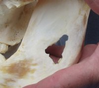 Large Warthog Skulls (appx 12" to 15") with tusk (appx 6" to 8") commercial grade - $140.00 each; 3 pcs @ $125.00 each